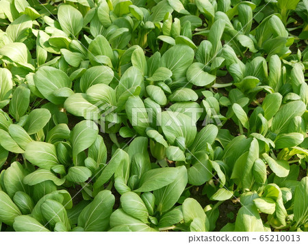 Qing-geng-cai  65210013