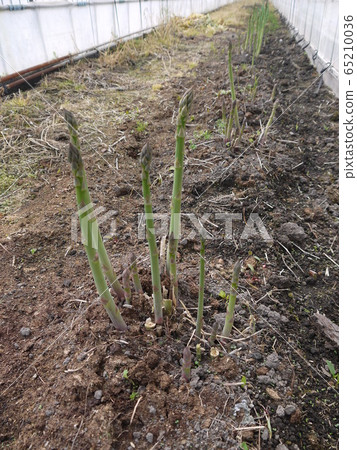 Asparagus Asparagus 65210036