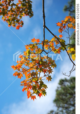 Autumn leaves of maple Autumn leaves of maple 65210056
