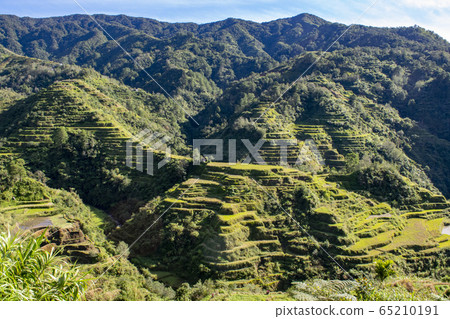 rice terrace, paddy field, rice field 65210191