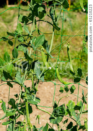 Cultivation of green peas Cultivation of green peas 65210223