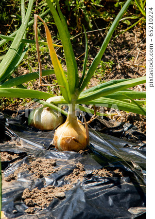 Cultivation of onion Cultivation of onion 65210224