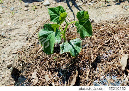 Cucumber cultivation, planting Cucumber cultivation, planting 65210262
