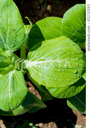 Cultivation of bok choy Cultivation of bok choy 65210263