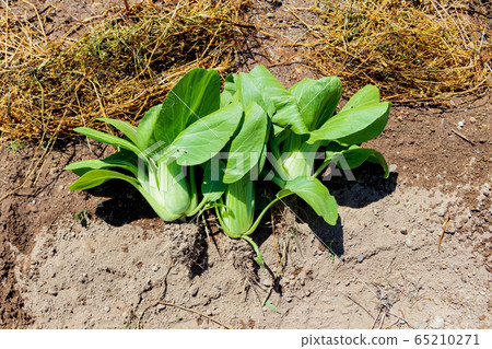 Cultivation and harvest of bok choy Cultivation and harvest of bok choy 65210271
