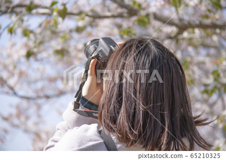 Woman shooting cherry blossoms 65210325