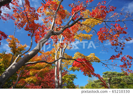 Brilliant autumn leaves and blue sky Brilliant autumn leaves and blue sky 65210330