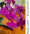 Phalaenopsis in full bloom in spring 65210387