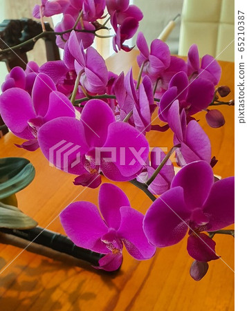 Phalaenopsis in full bloom in spring 65210387