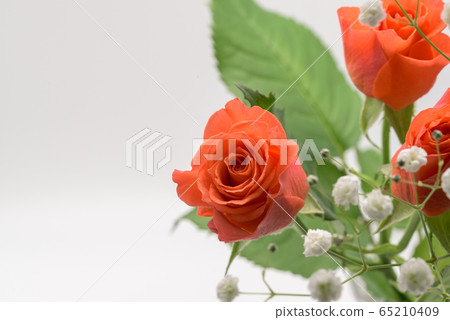 Rose gypsophila Rose gypsophila 65210409