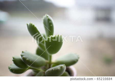 多汁植物 65210884