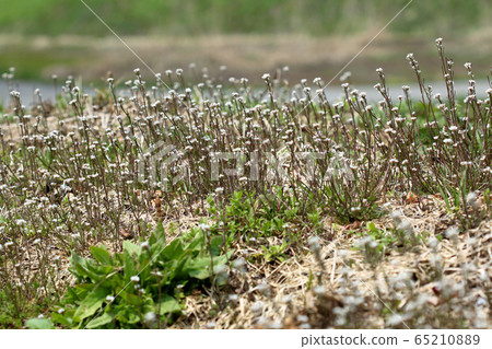 White, small flowers of clustered sycamore, Tadami Town, Fukushima Prefecture 65210889