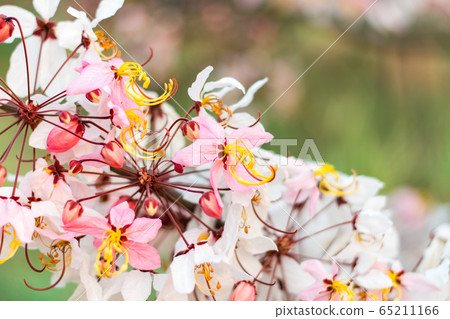 Cassia bakeriana Craib, 65211166