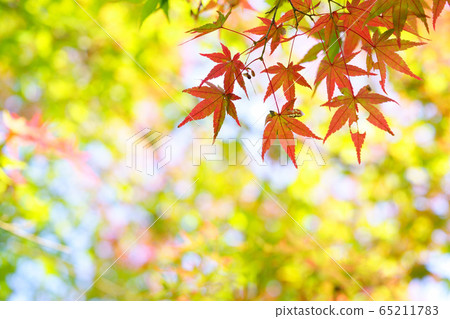 幻想Fall-8 幻想Fall-8 65211783