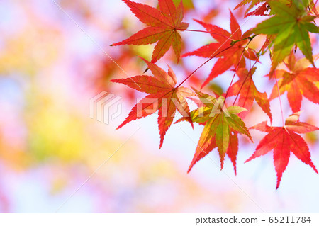 Fantasy Fall-9 Fantasy Fall-9 65211784