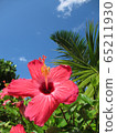 Blue sky and hibiscus Okinawa 65211930