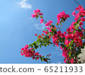 Blue sky and bougainvillea Okinawa 65211933