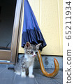 Kitten and umbrella 65211934