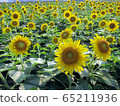 Sunflower field in full bloom 65211936