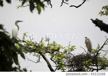 Beautiful great egret Beautiful great egret 65212266