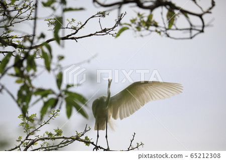 Beautiful great egret Beautiful great egret 65212308