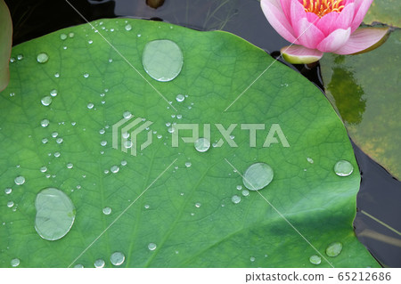Water drops on leaf Water drops on leaf 65212686