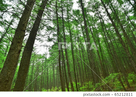Healing the path through the whole body of the fresh green forest of May, which is getting greener day by day, walks quietly Healing the path through the whole body of the fresh green forest of May, which is getting greener day by day, walks quietly 65212811