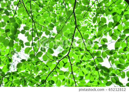 Transparent leaves of fresh green leaves in May when the day becomes blue Transparent leaves of fresh green leaves in May when the day becomes blue 65212812