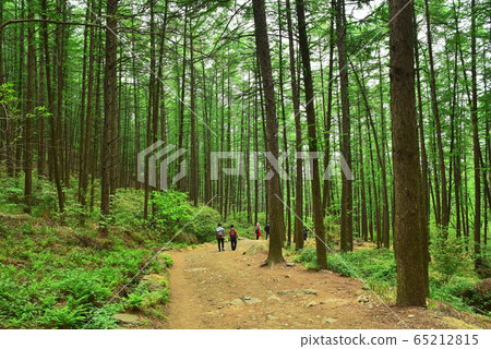 Healing the path through the whole body of the fresh green forest of May, which is getting greener day by day, walks quietly Healing the path through the whole body of the fresh green forest of May, which is getting greener day by day, walks quietly 65212815