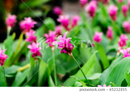 Siam Tulips blooming Siam Tulips blooming 65212855