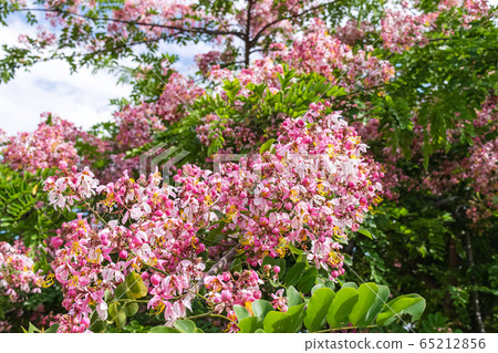 Cassia bakeriana Craib, Cassia bakeriana Craib, 65212856