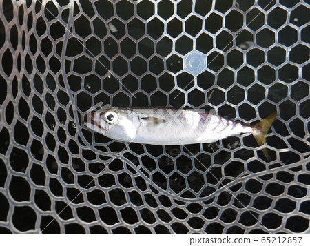 沙丁魚 沙丁魚 65212857