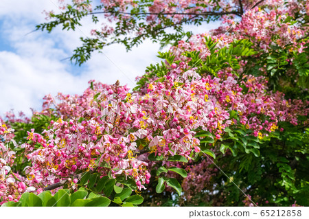 Cassia bakeriana Craib, Cassia bakeriana Craib, 65212858