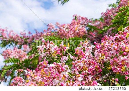 Cassia bakeriana Craib, 65212860