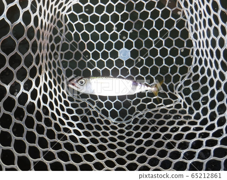 Sardines Sardines 65212861