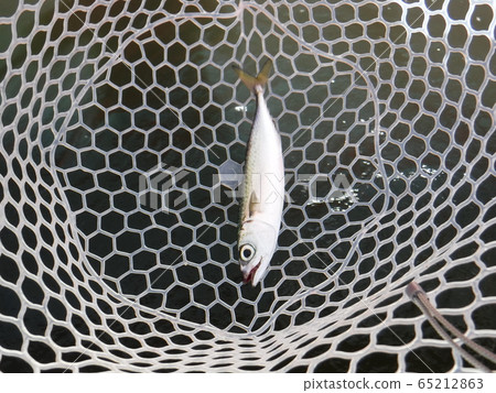 沙丁魚 沙丁魚 65212863