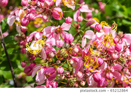 Cassia bakeriana Craib, 65212864