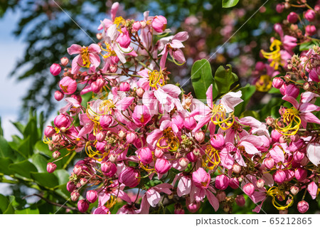 Cassia bakeriana Craib, Cassia bakeriana Craib, 65212865