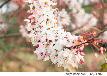 Cassia bakeriana Craib, 65212870