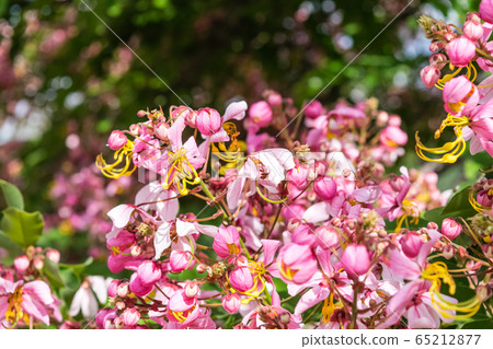 Cassia bakeriana Craib, Cassia bakeriana Craib, 65212877