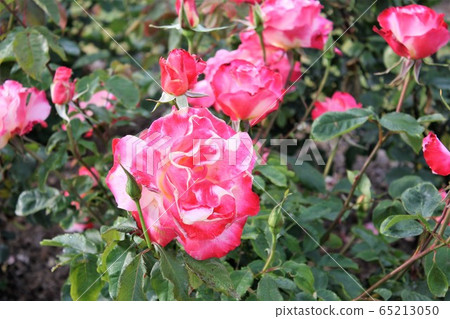 Double terite (rose) Double terite (rose) 65213050