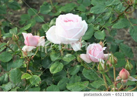 Petit Trianon (Rose) Petit Trianon (Rose) 65213051