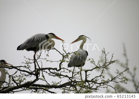 Beautiful scenery with herons 65213145