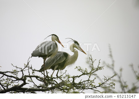 Beautiful scenery with herons 65213147