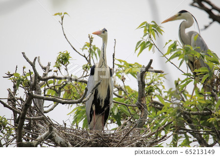Beautiful scenery with herons 65213149