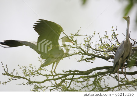 Beautiful scenery with herons 65213150