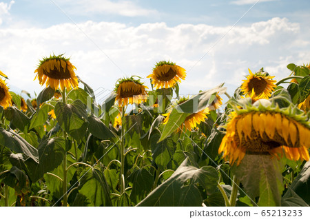 Sunflower withered 65213233