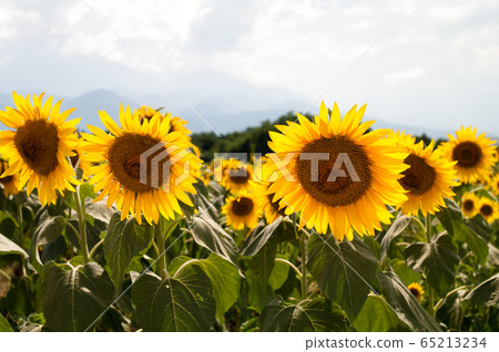 Sunflower in nature 65213234
