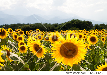 Sunflower in nature 65213236