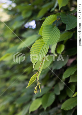 closeup of hornbeam leaves in hedge 65213275
